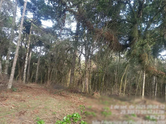 Terreno em São Francisco de Paula, RS