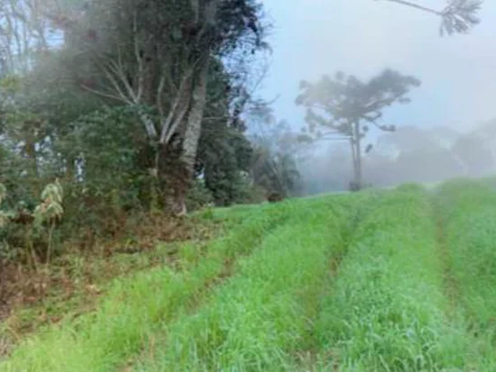 Terreno em Paula Freitas, PR — foto 3 de 8