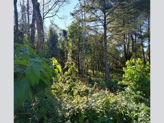 Terreno em Gramado, RS — foto 8 de 8