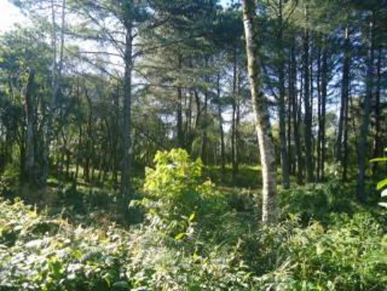 Terreno em Gramado, RS — foto 4 de 8