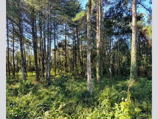 Terreno em Gramado, RS — foto 7 de 8