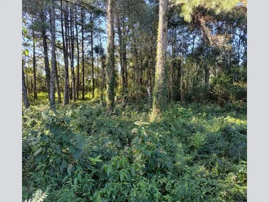 Terreno em Gramado, RS — foto 6 de 8