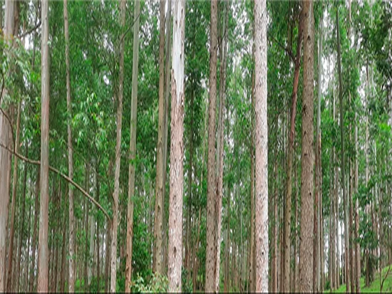 Terreno em Rio do Campo, SC — foto 2 de 2