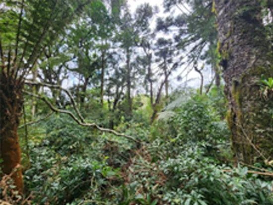 Terreno em Canela, RS — foto 2 de 8