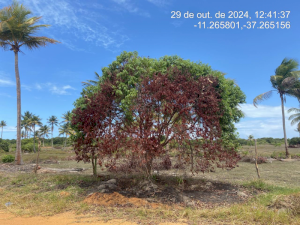Terreno em Itaporanga D'ajuda, SE