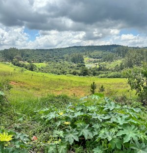 Lote, Misto, Centro (Canguera)