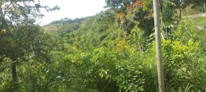 Área_Condominio, Rural, Zona Rural
