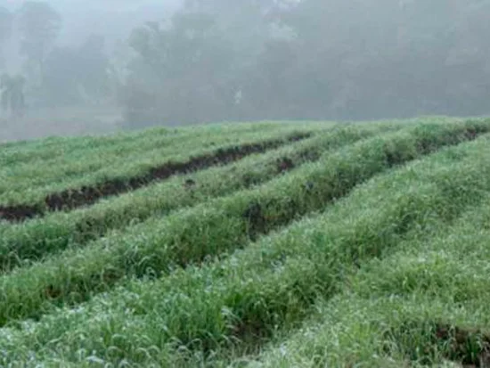 Terreno - Paula Freitas - PR