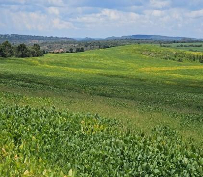 Imóvel Rural| A.T. 183.12,41 Ha - Agrícola e Pecuária  Faz. Sto Antonio das Veredas em Bonfinópolis de Minas/MG