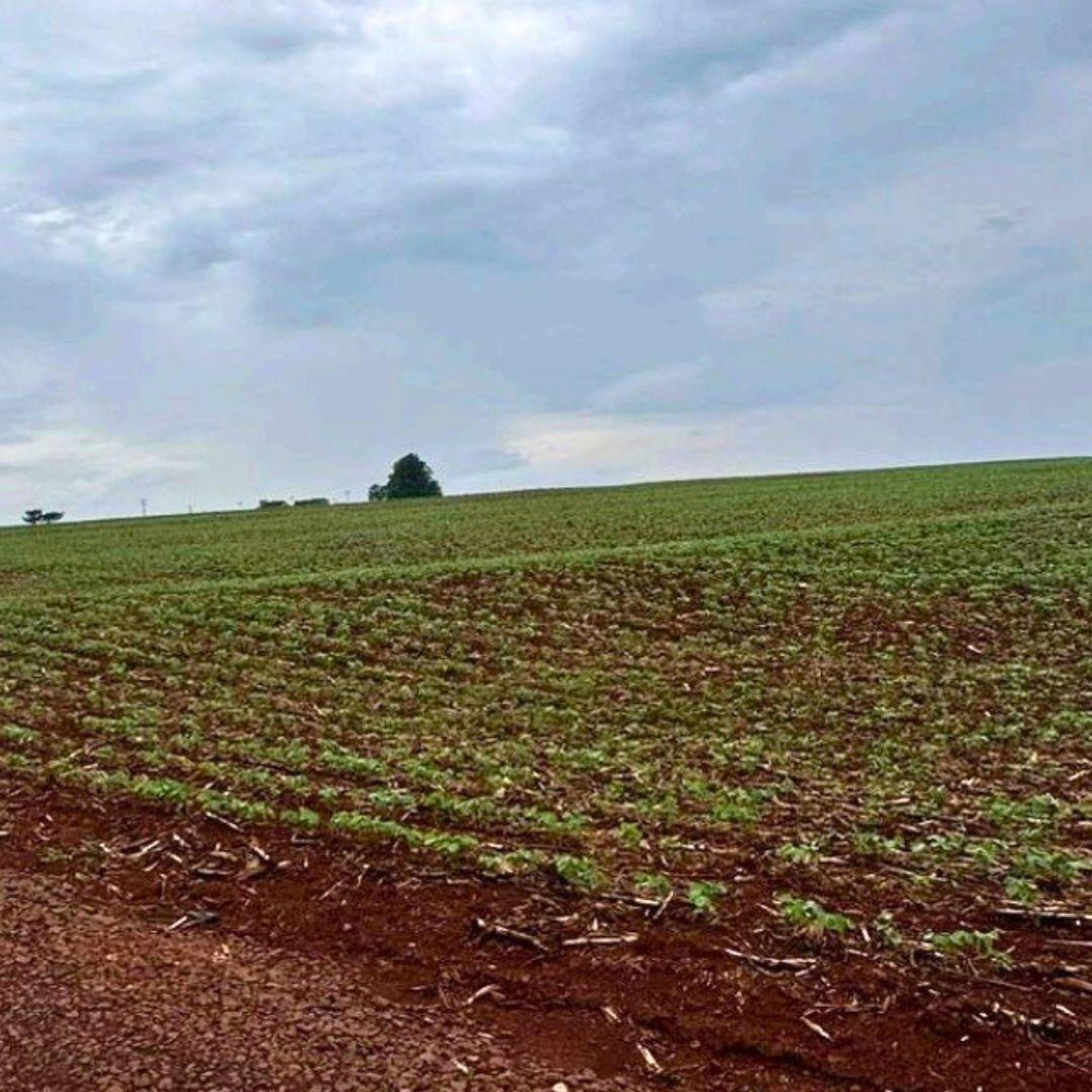 IMÓVEL RURAL com área de 25,7 ha, em Concórdia do Oeste / Toledo PR