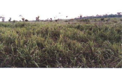 Imóvel Rural | A.T. 34,7534 Ha (Pecuária) Colônia José | Acrelândia/AC