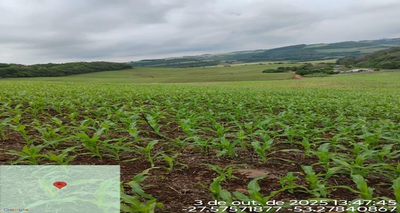 Lote Rural de Cultura | A.T. 3,125 Ha | Linha Alto Xaxim | Jaboticaba/RS
