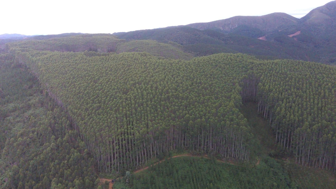 Fazenda de 60 Alqueires com Floresta de Eucalipto e Pinus em Tunas do Paraná - PR