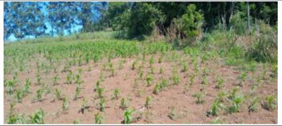 TERRENO URBANO com área total de 367,77m2 / MÁTRICULA 20.134- Cristal do Sul/RS