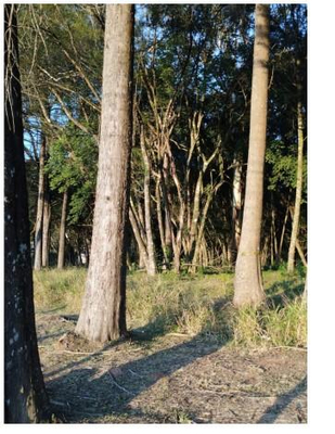Terreno com área total de 41.892,00m² localizado no bairro Umbará em Curitiba - Paraná