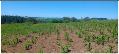TERRENO URBANO com área total de 367,77m2 / MÁTRICULA 20.135 - Cristal do Sul/RS