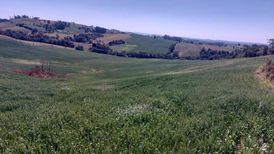 Lote à venda na Estrada Rural - Nova Tebas/PR